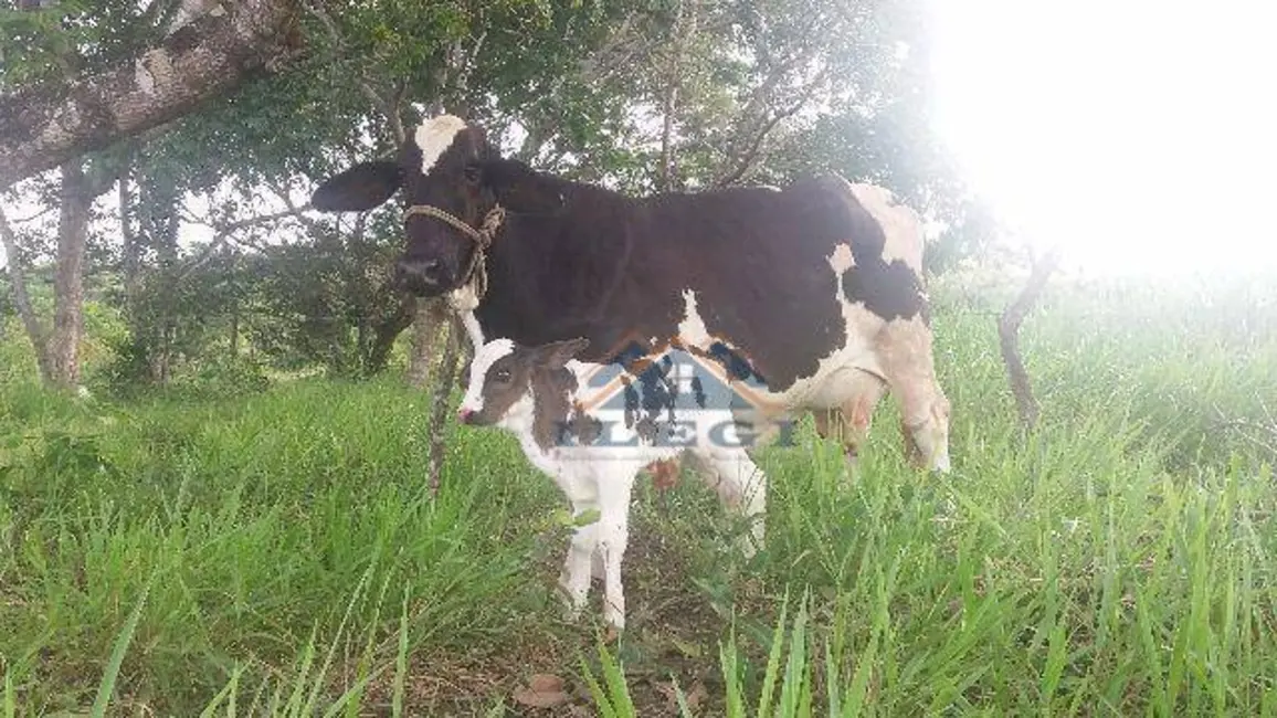 Foto 6 de Sala Comercial à venda, 20000m2 em Jardim Brasília, Sao Roque - SP