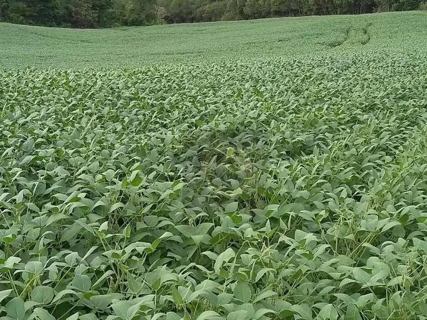 Fazenda / Haras à venda, 3000800m2 em Centro, Candoi - PR - imagem 2 Foto 2 de Fazenda / Haras à venda, 3000800m2 em Centro, Candoi - PR