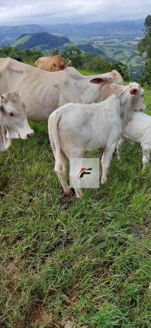 Foto 7 de Fazenda / Haras à venda, 1149500m2 em Manoel Ribas - PR