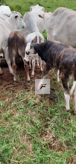 Foto 6 de Fazenda / Haras à venda, 1149500m2 em Manoel Ribas - PR