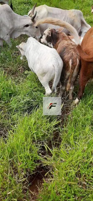 Foto 8 de Fazenda / Haras à venda, 1149500m2 em Manoel Ribas - PR