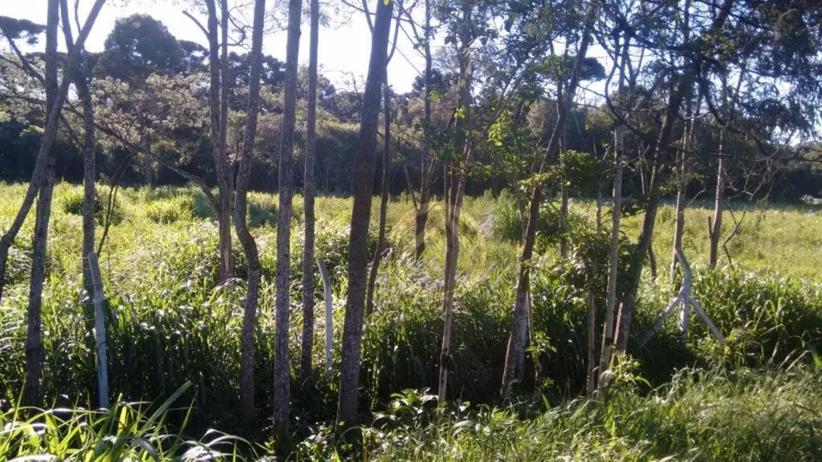Foto 4 de Terreno / Lote à venda, 73418m2 em Colônia Rio Grande, Sao Jose Dos Pinhais - PR