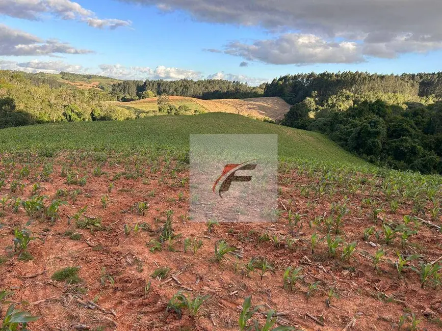 Chácara com 2 quartos à venda, 290400m2 em Centro, Contenda - PR - imagem 5 Foto 5 de Chácara com 2 quartos à venda, 290400m2 em Centro, Contenda - PR