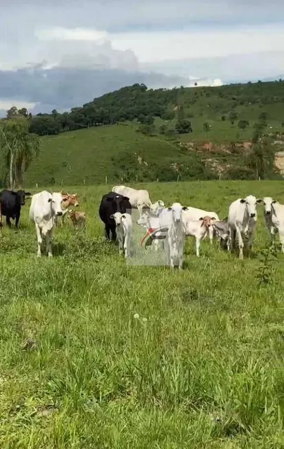 Foto 8 de Fazenda / Haras à venda, 968000m2 em Centro, Irati - PR