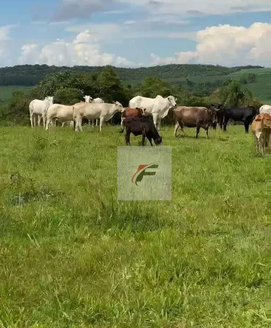 Foto 9 de Fazenda / Haras à venda, 968000m2 em Centro, Irati - PR
