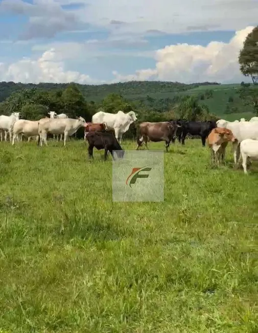 Foto 7 de Fazenda / Haras à venda, 968000m2 em Centro, Irati - PR