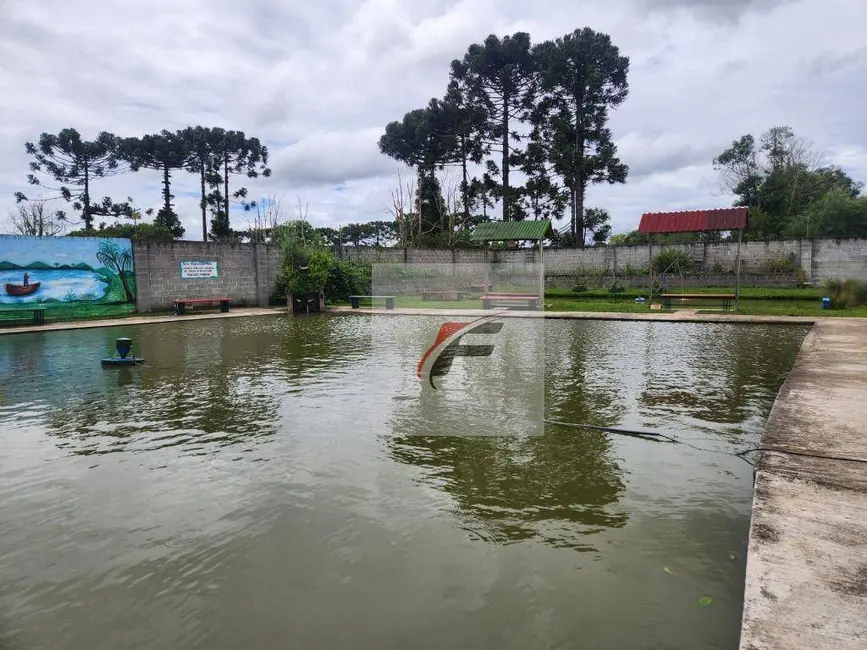 Foto 5 de Chácara com 3 quartos à venda, 10000m2 em Centro, Pinhais - PR