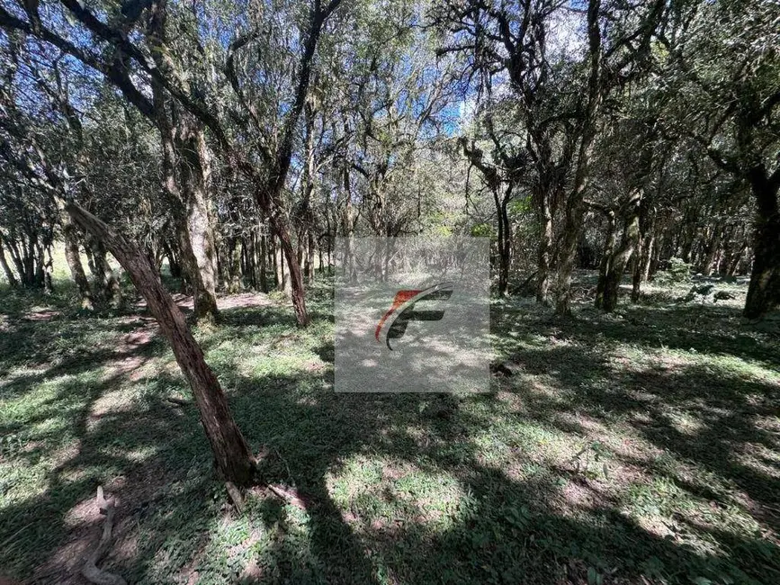 Foto 9 de Chácara com 3 quartos à venda, 147620m2 em Agudos Do Sul - PR