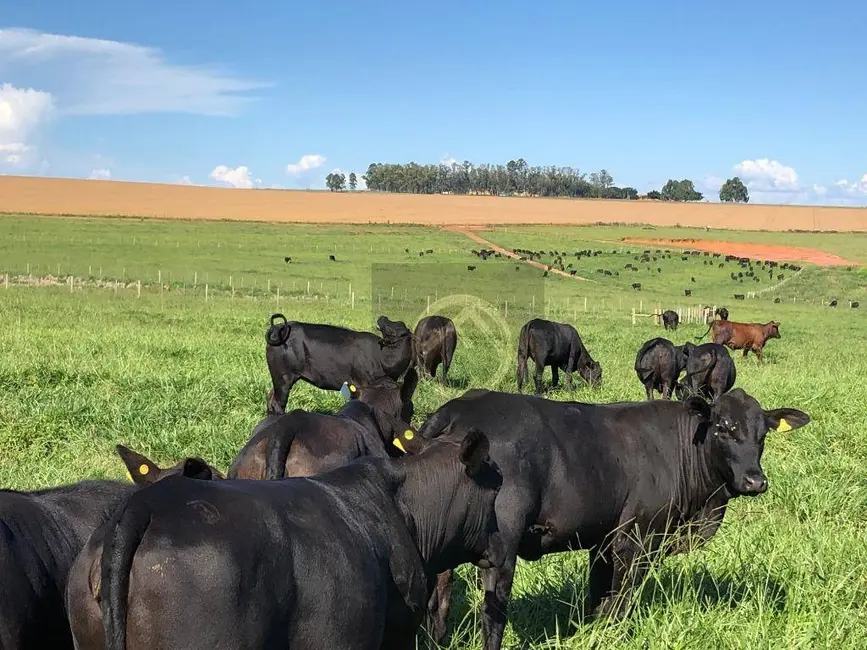 Foto 3 de Fazenda / Haras à venda, 16777215m2 em Douradina - PR