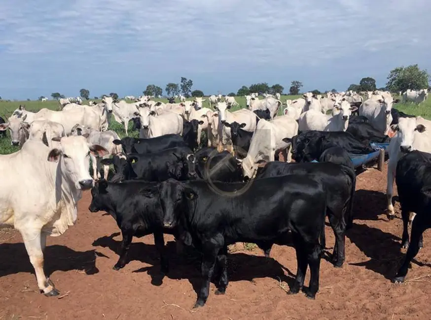 Foto 4 de Fazenda / Haras à venda, 16777215m2 em Douradina - PR