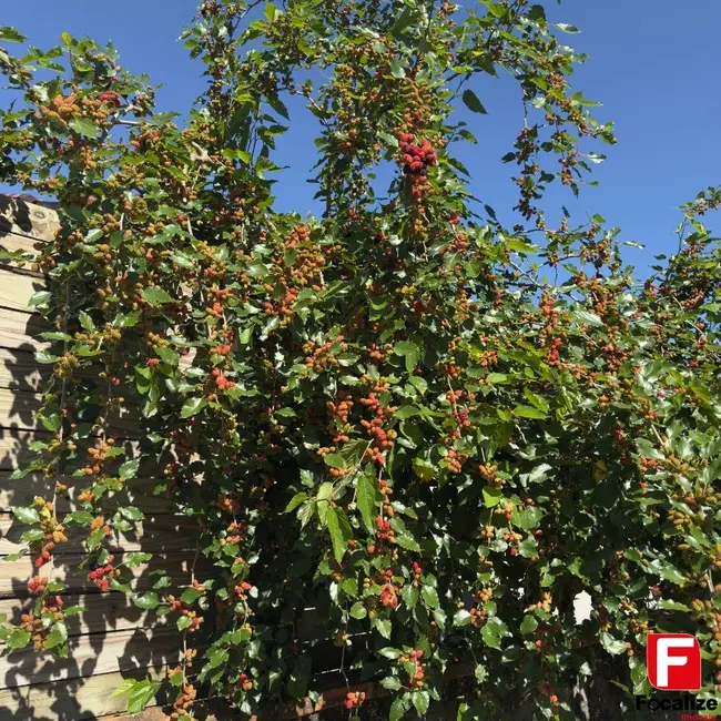 Foto 2 de Casa com 3 quartos à venda, 124m2 em Itapoa - SC