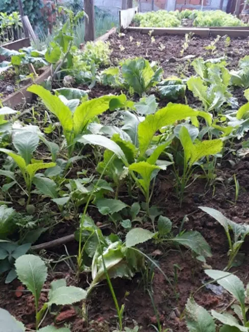 Foto 6 de Terreno / Lote à venda, 146m2 em Itupeva - SP