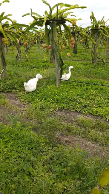 Foto 8 de Sítio / Rancho com 2 quartos à venda, 24200m2 em Elias Fausto - SP