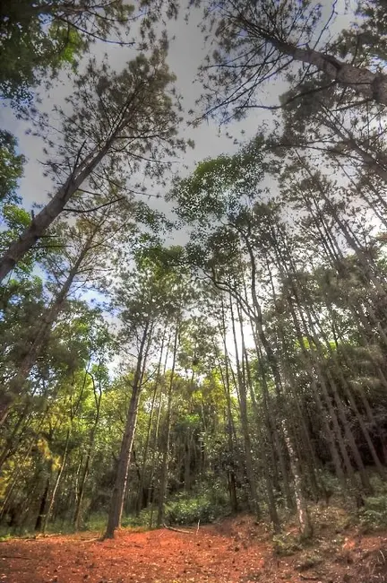Foto 5 de Chácara com 4 quartos à venda, 26607m2 em Itupeva - SP