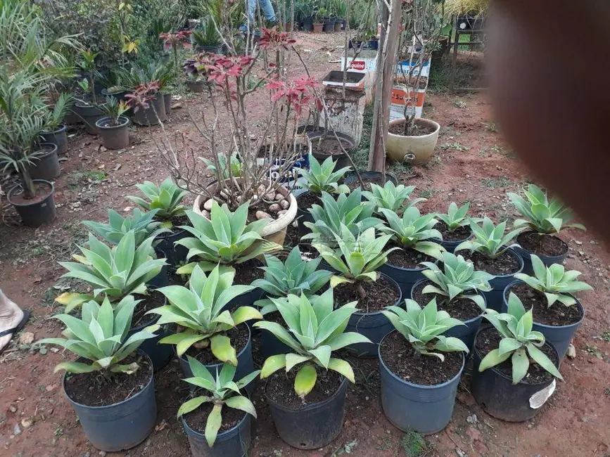 Foto 9 de Chácara com 2 quartos à venda, 20000m2 em Parque da Fazenda II, Jundiai - SP