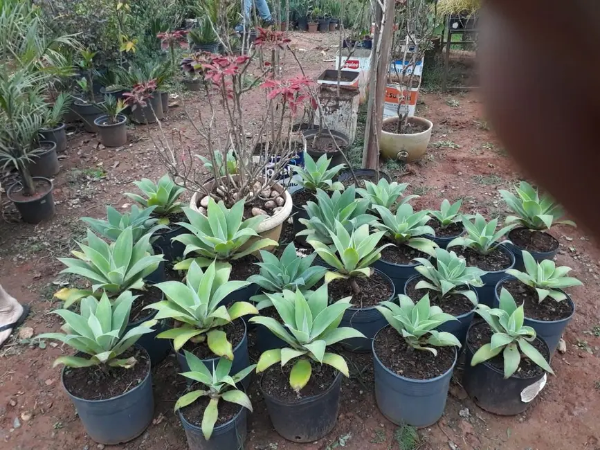 Chácara com 2 quartos à venda, 20000m2 em Parque da Fazenda II, Jundiai - SP - imagem 9 Foto 9 de Chácara com 2 quartos à venda, 20000m2 em Parque da Fazenda II, Jundiai - SP