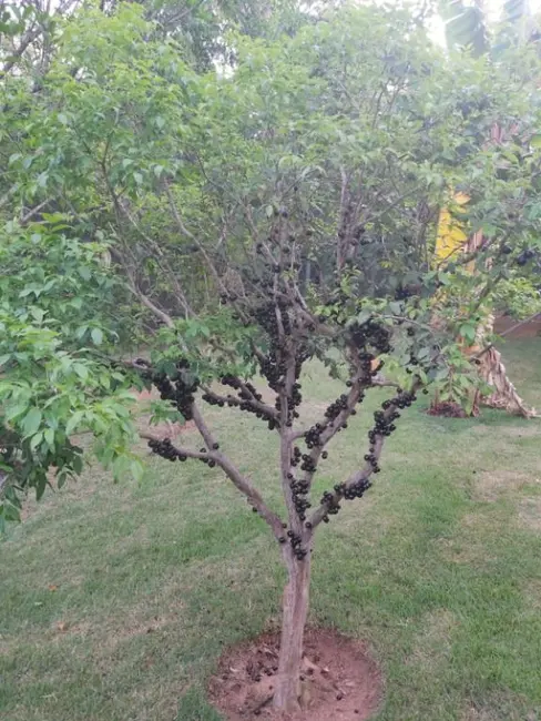 Casa de Condomínio com 3 quartos à venda, 260m2 em Itupeva - SP - imagem 3 Foto 3 de Casa de Condomínio com 3 quartos à venda, 260m2 em Itupeva - SP