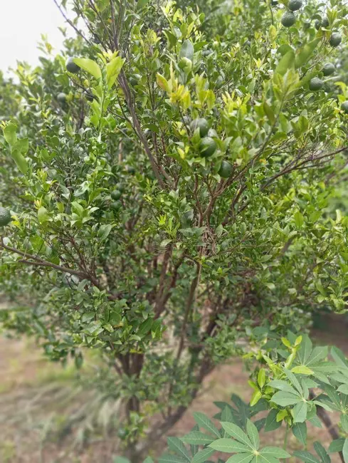 Foto 3 de Chácara com 4 quartos à venda, 5000m2 em Chácara Belvedere, Indaiatuba - SP