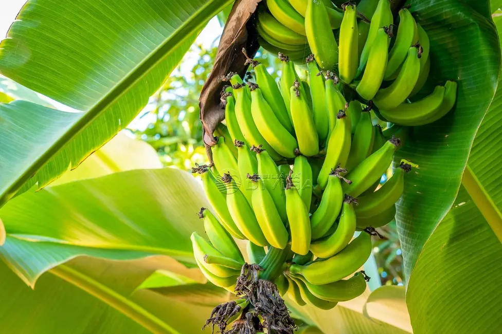 Foto 8 de Chácara com 4 quartos à venda, 24200m2 em Elias Fausto - SP
