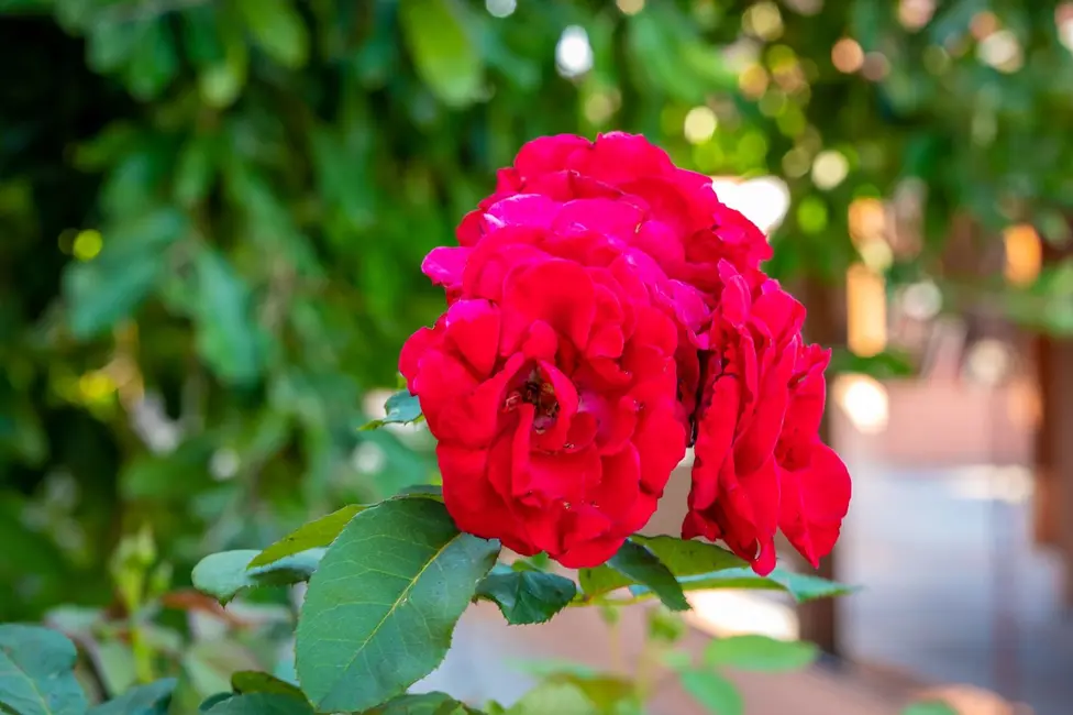 Foto 6 de Chácara com 4 quartos à venda, 24200m2 em Elias Fausto - SP