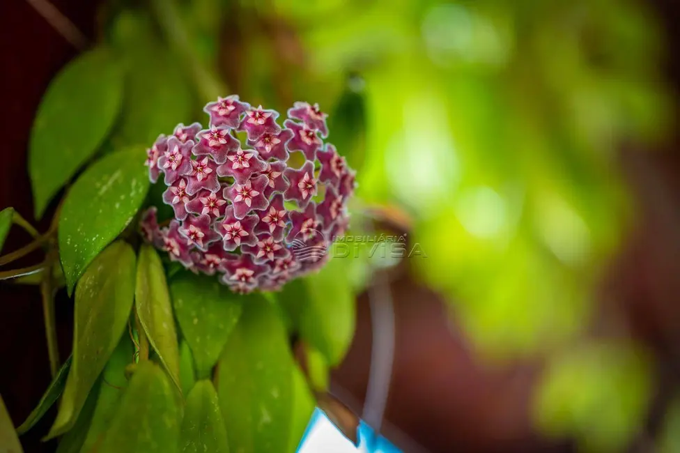 Foto 2 de Chácara com 4 quartos à venda, 24200m2 em Elias Fausto - SP