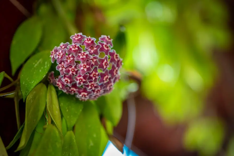 Foto 2 de Chácara com 4 quartos à venda, 24200m2 em Elias Fausto - SP