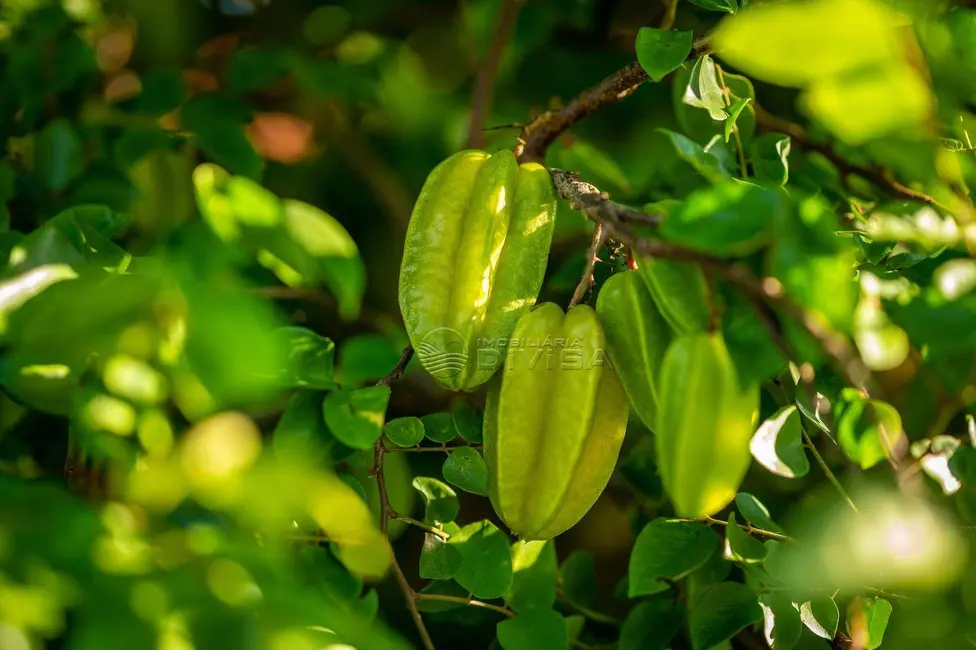 Foto 5 de Chácara com 4 quartos à venda, 24200m2 em Elias Fausto - SP