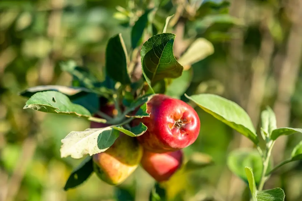 Foto 3 de Chácara com 4 quartos à venda, 24200m2 em Elias Fausto - SP