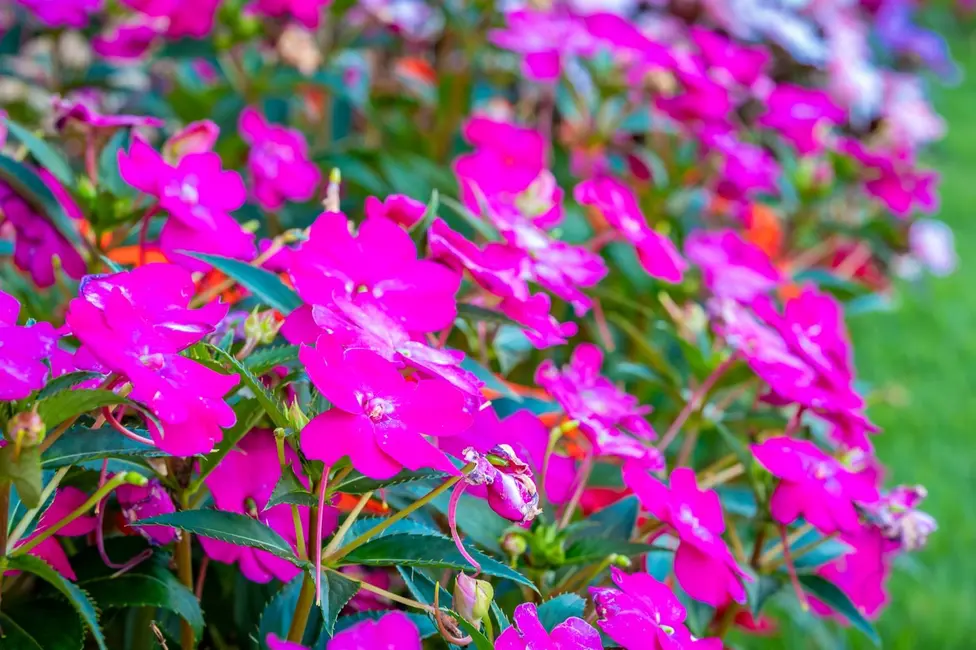 Foto 7 de Chácara com 4 quartos à venda, 24200m2 em Elias Fausto - SP