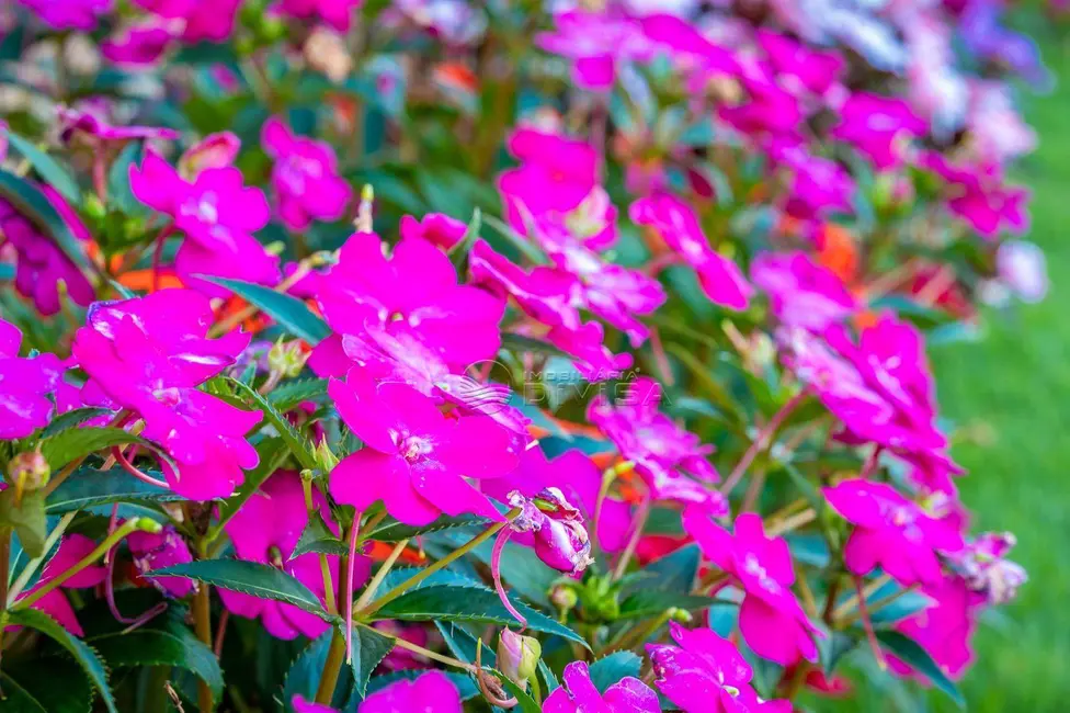 Foto 7 de Chácara com 4 quartos à venda, 24200m2 em Elias Fausto - SP