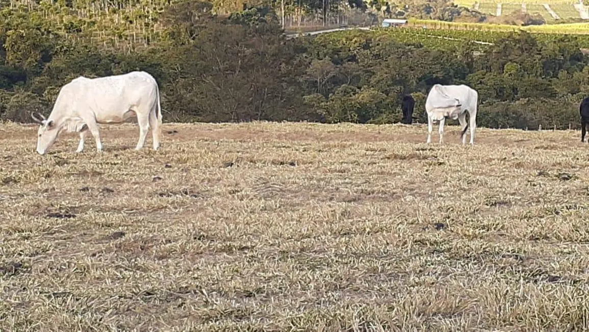 Foto 3 de Chácara à venda, 20000m2 em Elias Fausto - SP