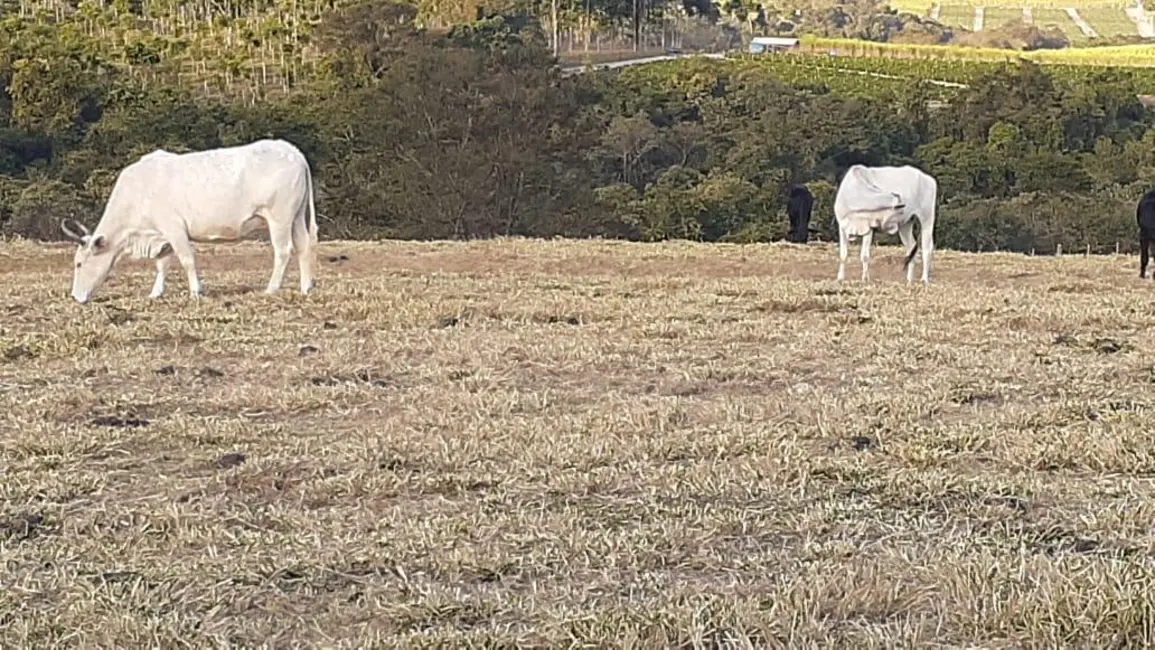 Foto 3 de Chácara à venda, 20000m2 em Elias Fausto - SP