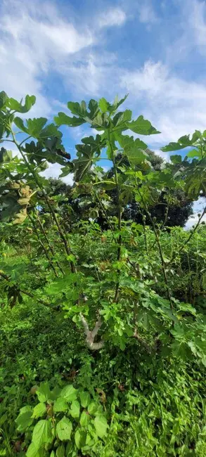 Foto 3 de Sítio / Rancho à venda, 45000m2 em Centro, Monte Mor - SP