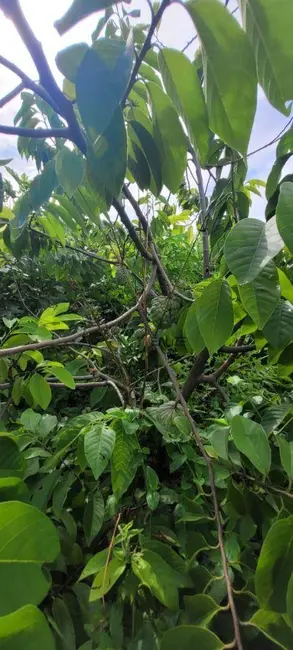 Foto 4 de Sítio / Rancho à venda, 45000m2 em Centro, Monte Mor - SP