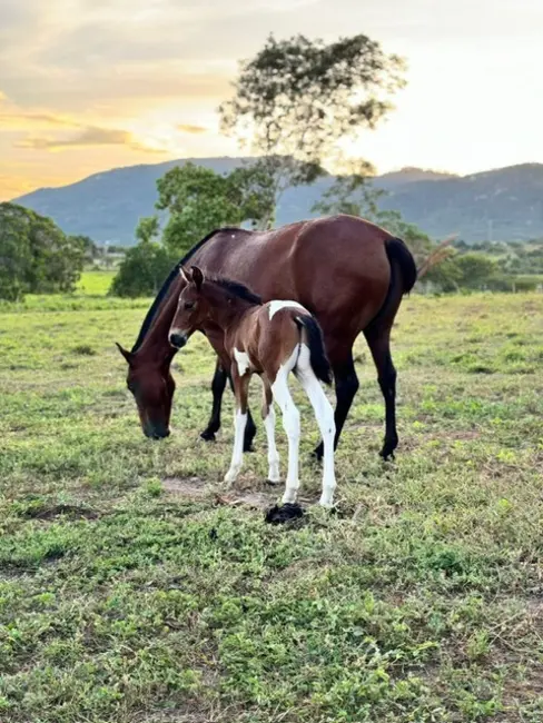 Foto 9 de Fazenda / Haras com 3 quartos à venda, 17m2 em Asa Branca, Feira De Santana - BA