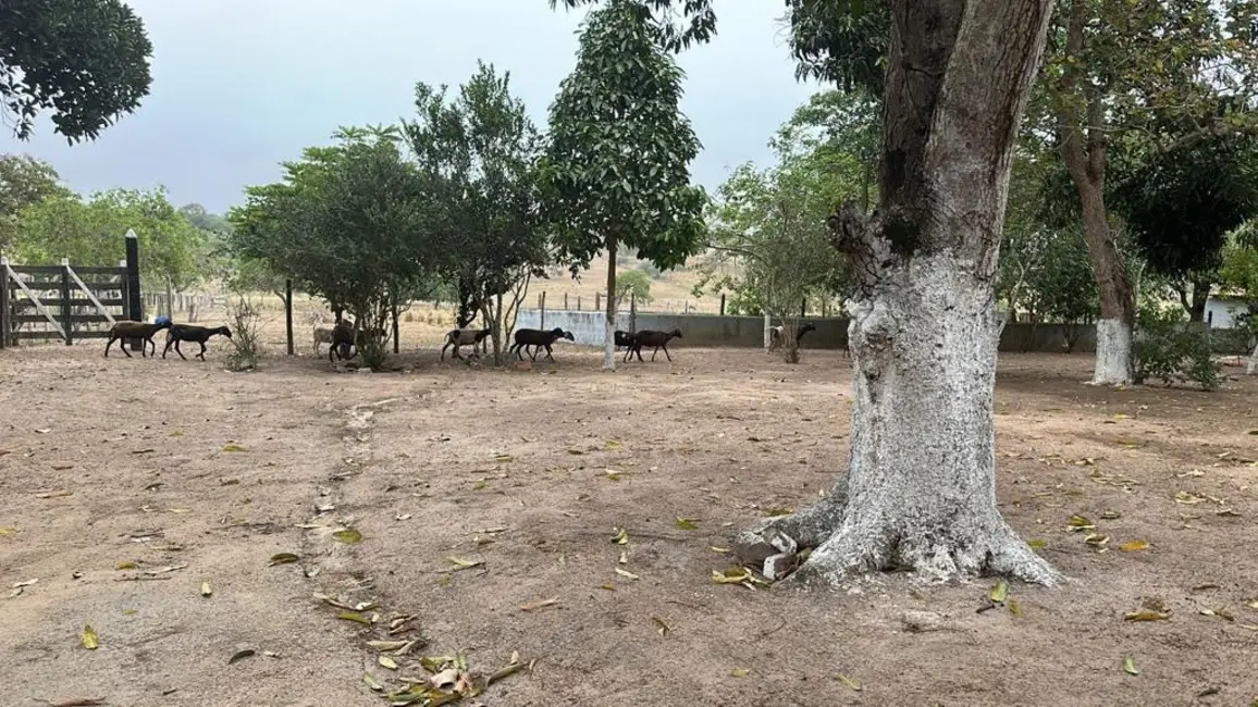 Foto 2 de Fazenda / Haras com 3 quartos à venda, 17m2 em Asa Branca, Feira De Santana - BA