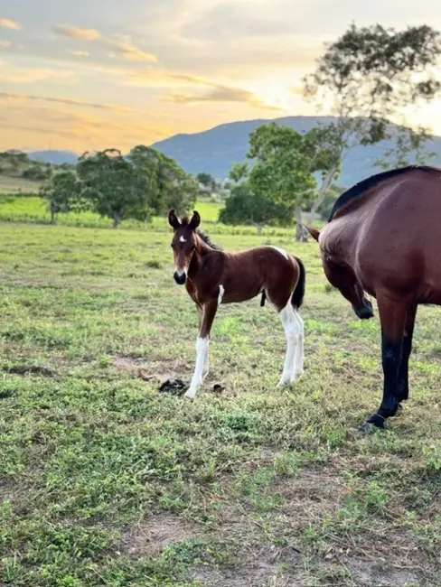 Foto 4 de Fazenda / Haras com 3 quartos à venda, 17m2 em Asa Branca, Feira De Santana - BA