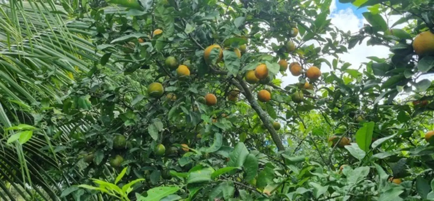 Foto 4 de Fazenda / Haras à venda, 43m2 em Serrinha - BA