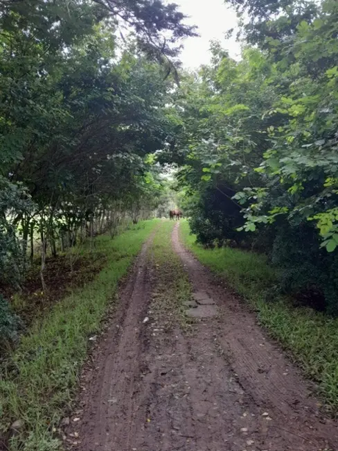 Fazenda / Haras à venda, 26m2 em Terra Nova - BA - imagem 3 Foto 3 de Fazenda / Haras à venda, 26m2 em Terra Nova - BA