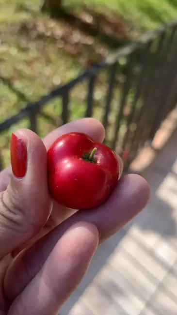 Casa de Vila com 4 quartos à venda, 179m2 em Jardim Peri Peri, São Paulo - SP - imagem 6 Foto 6 de Casa de Vila com 4 quartos à venda, 179m2 em Jardim Peri Peri, São Paulo - SP