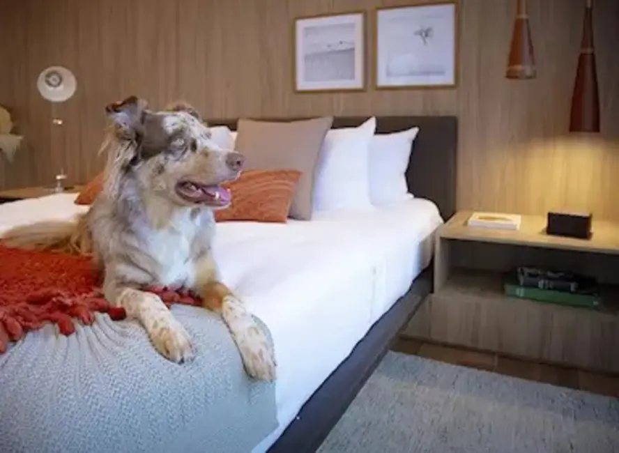 Apartamento com 3 quartos à venda, 317m2 em Indianópolis, São Paulo - SP - imagem 5 Foto 5 de Apartamento com 3 quartos à venda, 317m2 em Indianópolis, São Paulo - SP