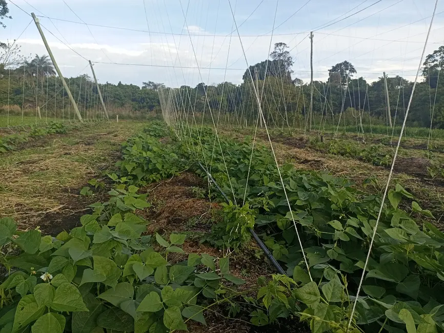 Foto 42 de Apartamento à venda em Cajuru - SP