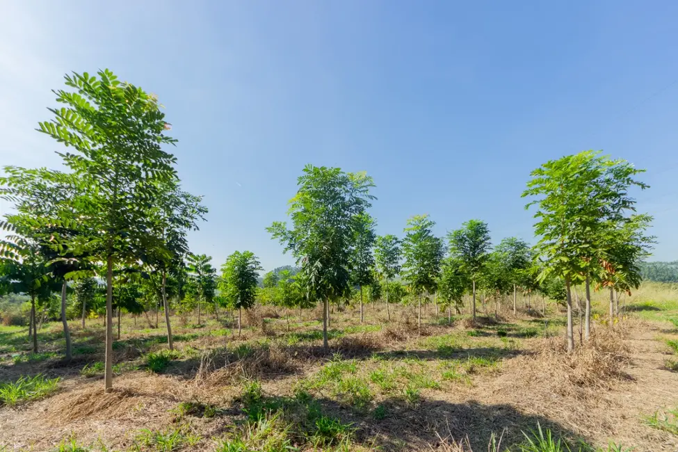 Foto 4 de Apartamento à venda em Porto Feliz - SP