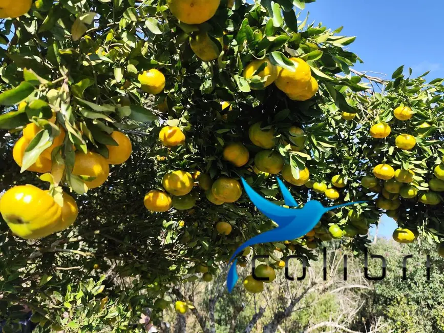 Foto 9 de Chácara com 2 quartos à venda, 5000m2 em Leão, Agudos Do Sul - PR