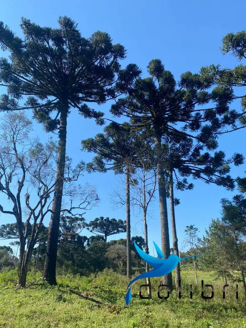 Foto 5 de Terreno / Lote à venda, 5220m2 em Trigolândia, Pien - PR