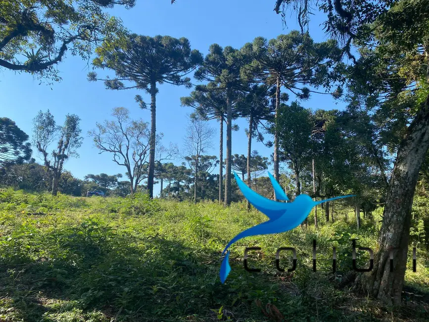 Foto 3 de Terreno / Lote à venda, 5220m2 em Trigolândia, Pien - PR