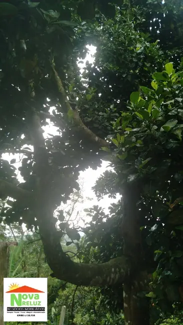 Chácara com 3 quartos à venda, 1300m2 em Parque Palmeiras, Suzano - SP - imagem 8 Foto 8 de Chácara com 3 quartos à venda, 1300m2 em Parque Palmeiras, Suzano - SP