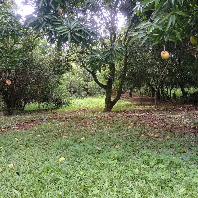 Chácara com 3 quartos à venda, 100m2 em Boituva - SP - imagem 5 Foto 5 de Chácara com 3 quartos à venda, 100m2 em Boituva - SP
