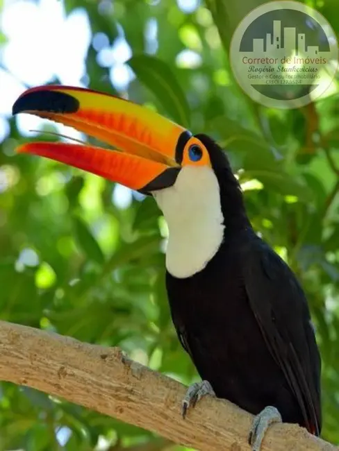 Terreno / Lote à venda, 300m2 em Vila Pagano, Valinhos - SP - imagem 5 Foto 5 de Terreno / Lote à venda, 300m2 em Vila Pagano, Valinhos - SP