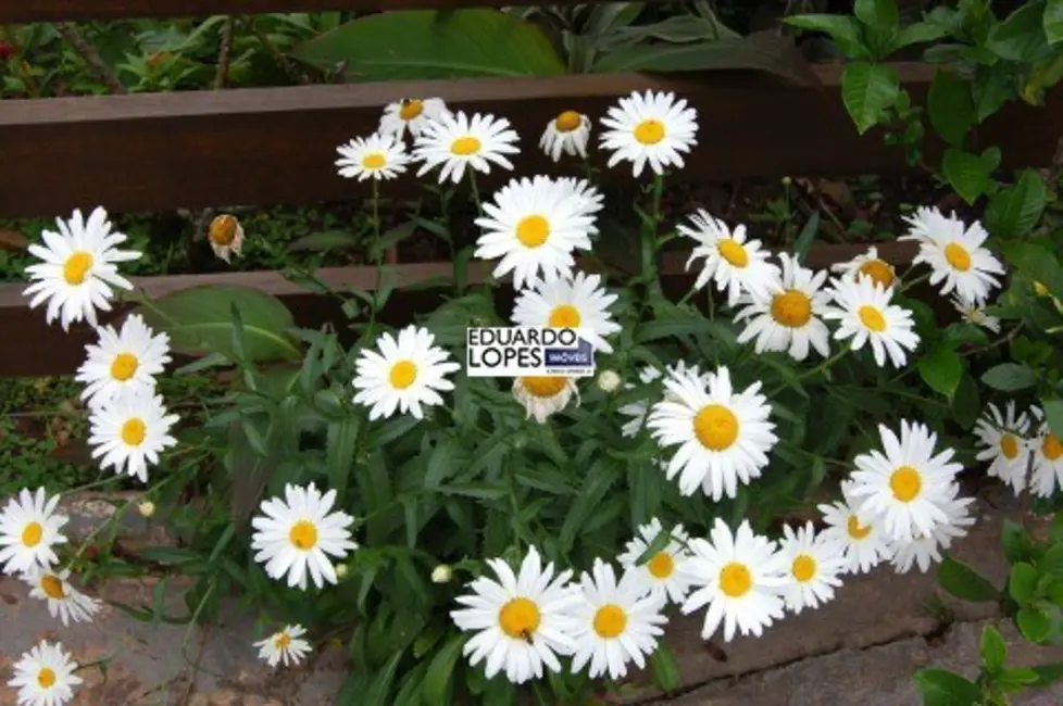 Foto 5 de Chácara com 3 quartos à venda, 150m2 em Jardim Buru, Salto - SP